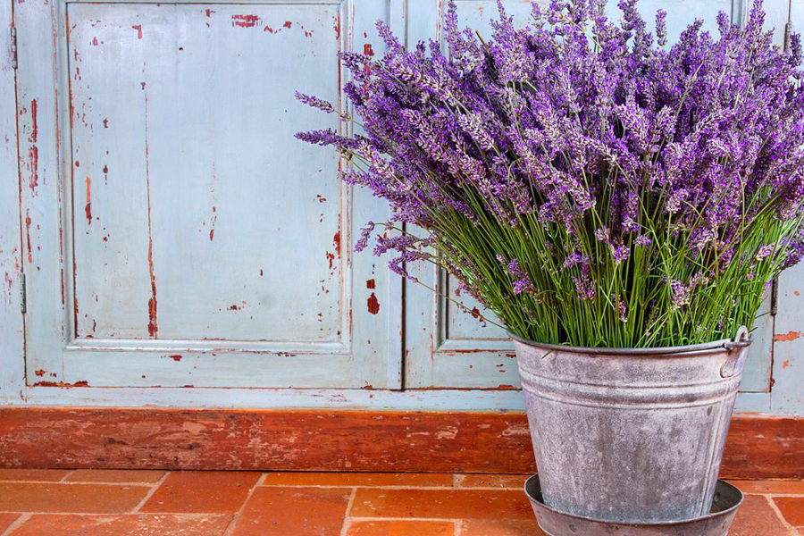 LAVENDEL, BLAU UND LILA