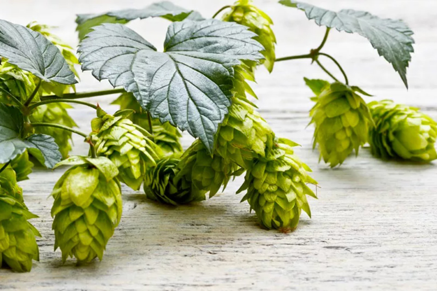 BEER, HOPS AND MUCH MORE ...