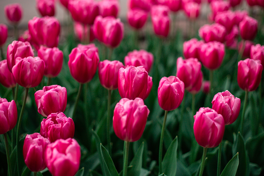 AS TULIPAS ... HISTÓRIAS DE AMOR