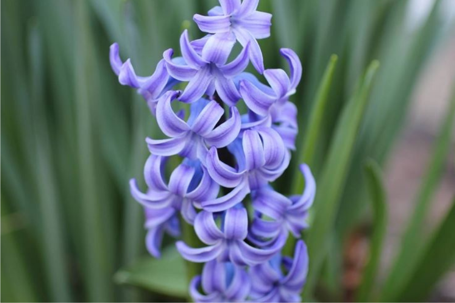 JOUONS AVEC LE HYACINTH