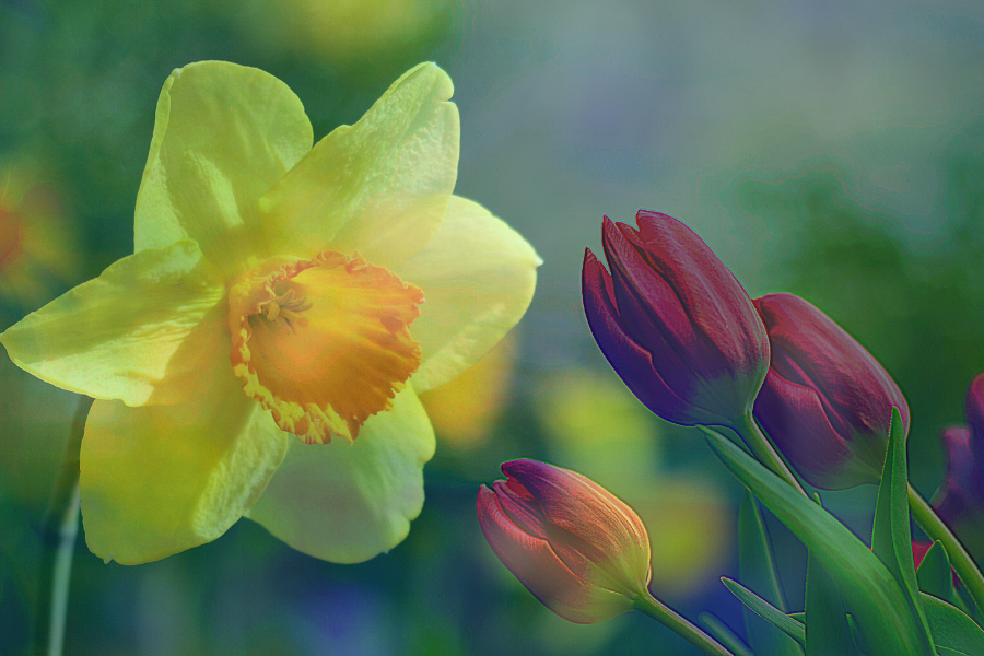 NARCISSUS & TULIP: A WINNING COUPLE!