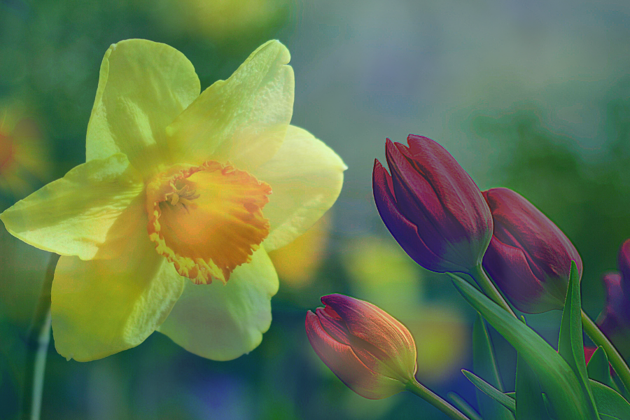 NARCISO & TULIP: UM CASAL VENCEDOR!