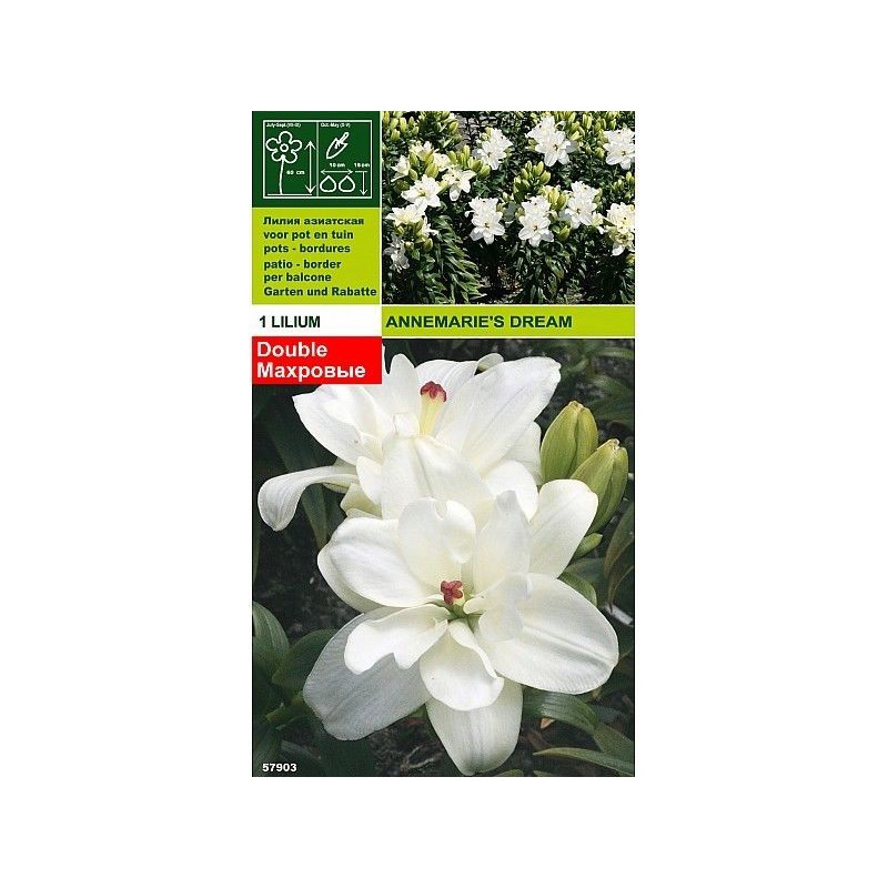 Lillium annamarie's dream 1... Lillium annamarie's dream 1...