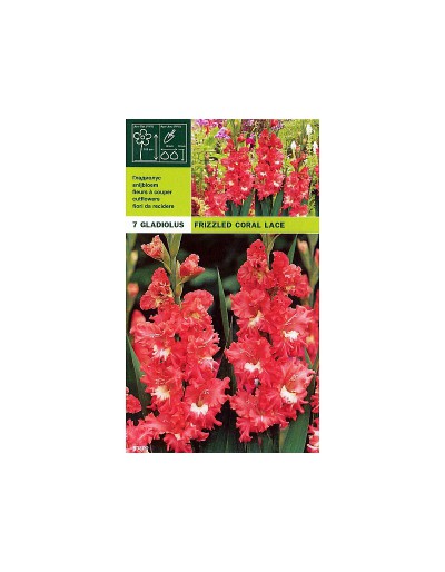 Gladioli confezione 7 bulbi