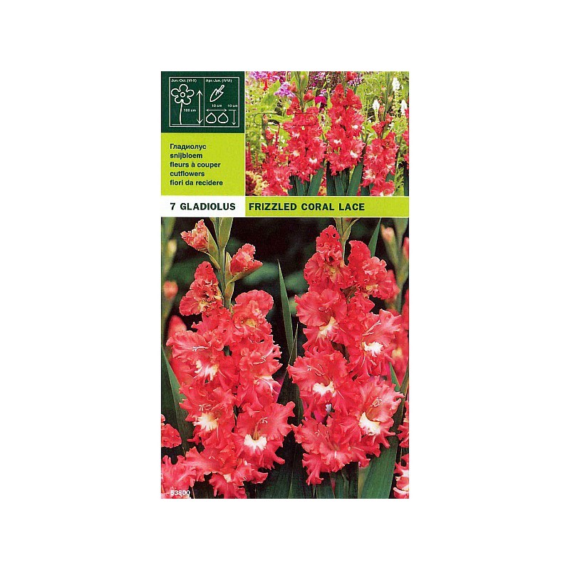 Gladioli confezione 7 bulbi