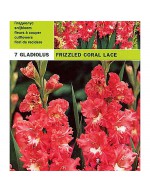 Gladioli pack 7 bulbs