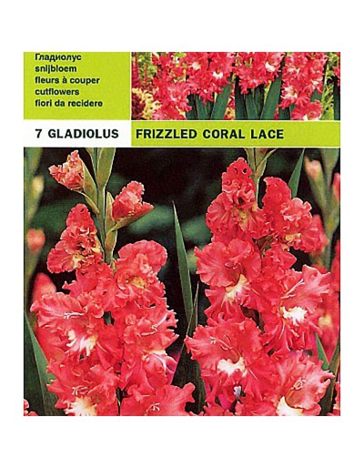 Gladioli förpackning med 7 glödlampor