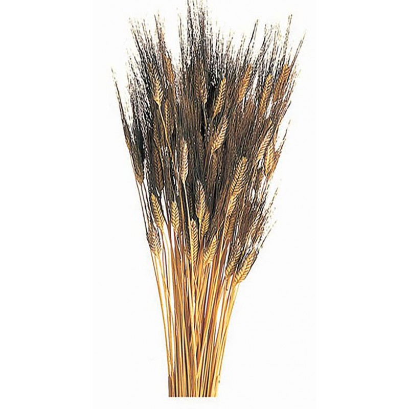 Dried wheat Dried wheat