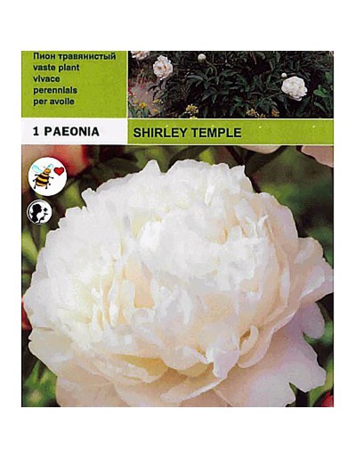 Świątynia Peonyrose Shirley