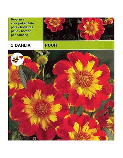 Dahlia collar pooh