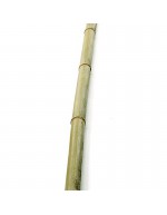 Caña de bambú 2 m