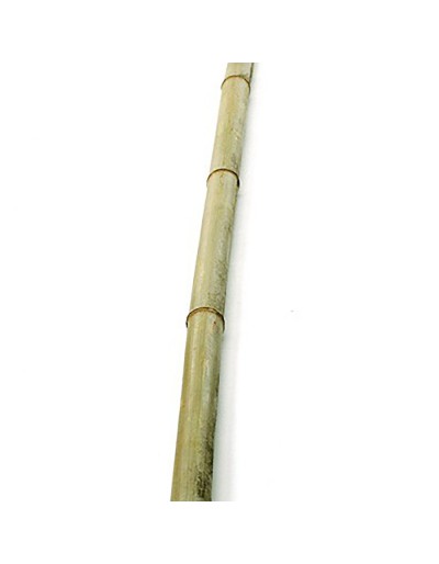 Canna di bambù 2 m