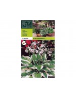 Hosta albo marginata 1 rot