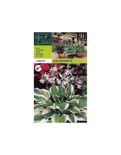 Hosta albo marginata 1 radice