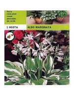 Hosta albo marginata 1 radice