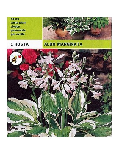 Hosta albo marginata 1 korzeń