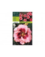Hemerocallis cherry valentine 1 radice