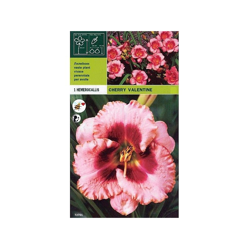 Hemerocallis cherry valentine 1 radice