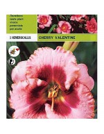 Hemerocallis cherry valentine 1 radice