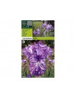 Iris batik germánico 1 raíz