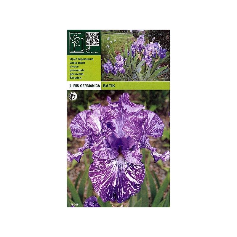 Iris Germanic batik 1 root