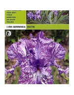 Iris germanica batik 1 rot