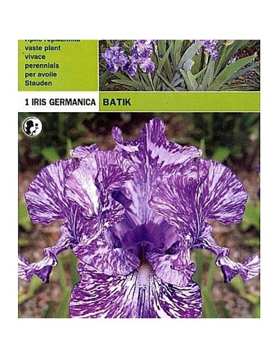 Iris Germanic batik 1 root