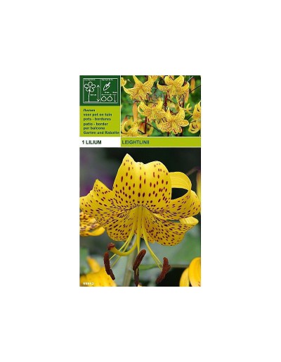 Lillium tigrinum leightlinii 1 bulbo