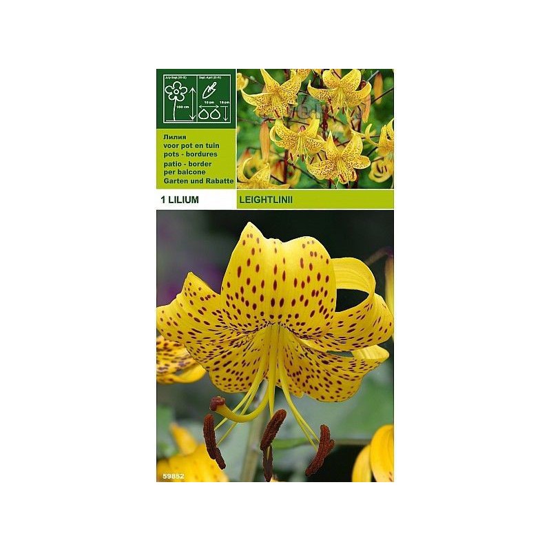 Lillium tigrinum leightlinii 1 bulbo Lillium tigrinum leightlinii 1 bulbo