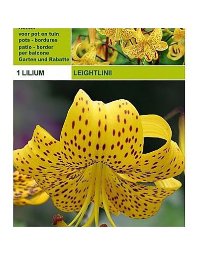 Lillium tigrinum leightlinii 1 bulbo