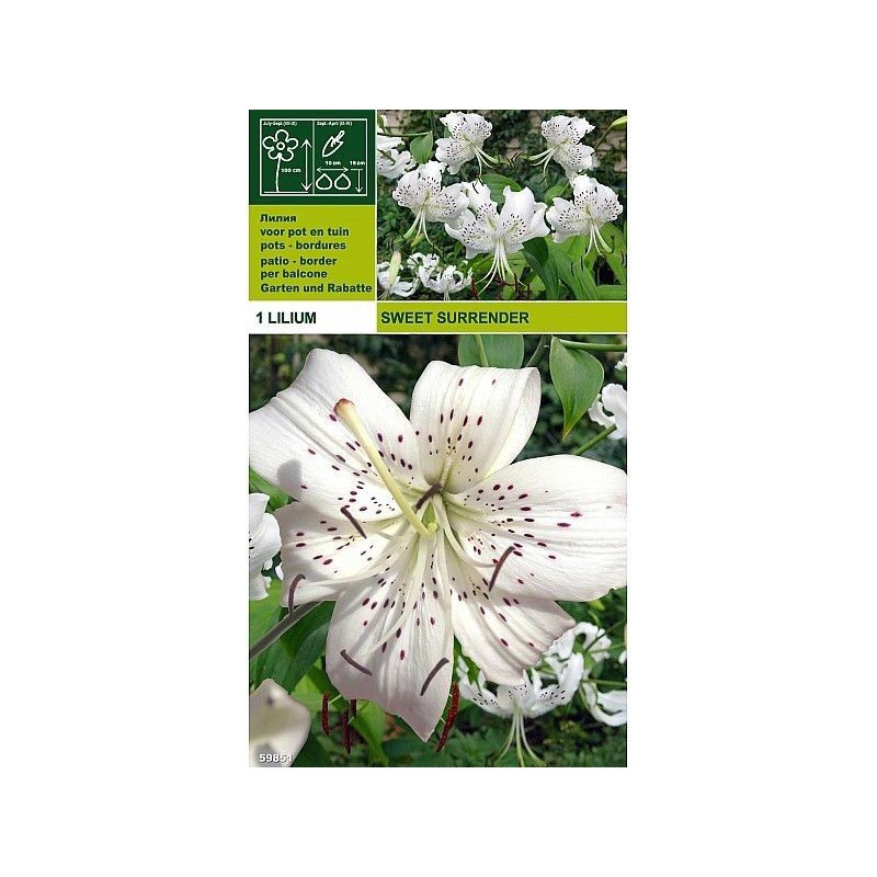 Lillium tigrinum sweet surrener 1 glödlampa Lillium tigrinum sweet surrener 1 glödlampa