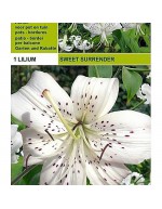 Lillium tigrinum sweet surrener 1 bulbo