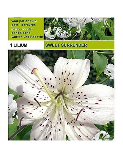 Lilium tigrinum doux surrener 1 ampoule
