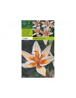Lilium asiatique orange électrique 1 ampoule