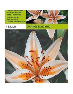 Lillium asiatic naranja eléctrico 1 bombilla