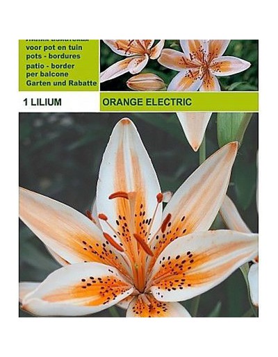 Lillium asiatic orange elektrische 1 Glühbirne