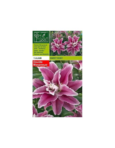 Lillium sweet rosy 1 bulb