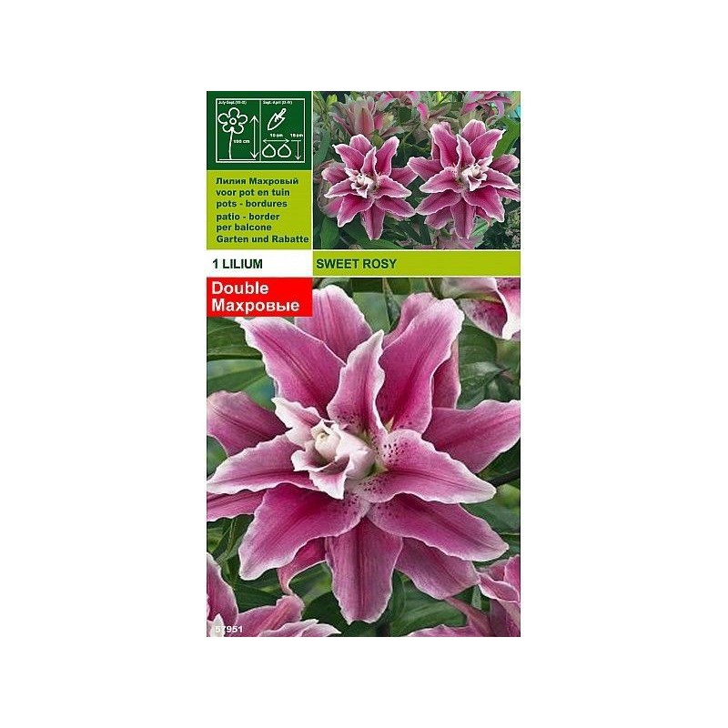 Lillium sweet rosy 1 bulb Lillium sweet rosy 1 bulb