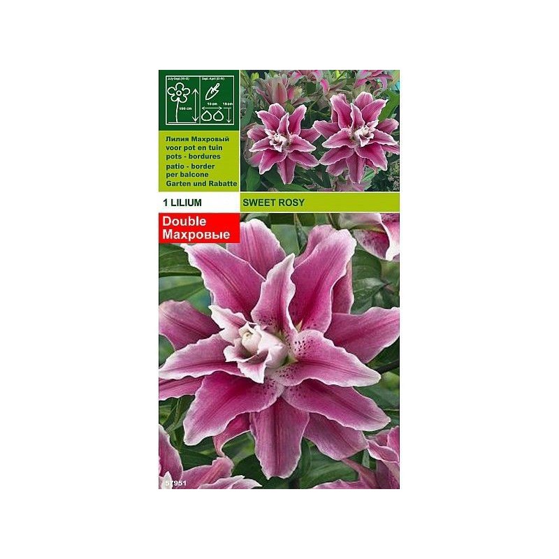 Lillium sweet rosy 1 bulbo