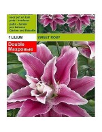 Lillium sweet rosy 1 bulb