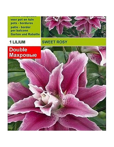 Lillium sweet rosy 1 bulbo