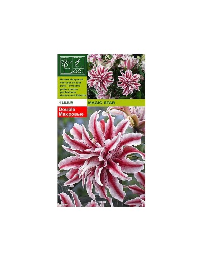 Lillium magic star 1 bulb