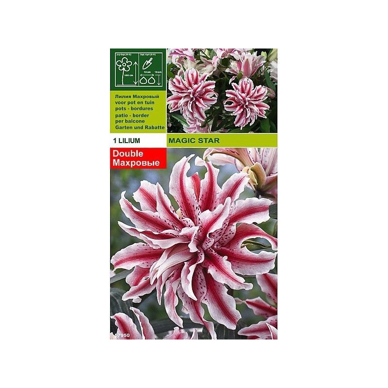 Lillium magic star 1 bulb Lillium magic star 1 bulb