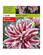 Lillium magic star 1 bulb