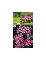 Nerine bowdenii 2 lökar