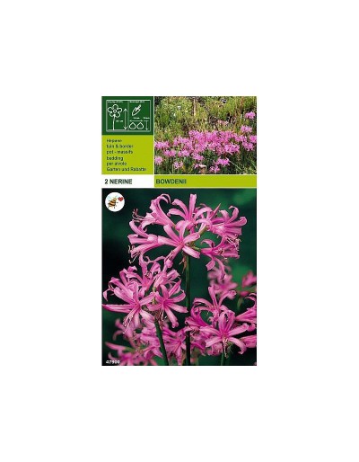 Nerine bowdenii 2 bulbs