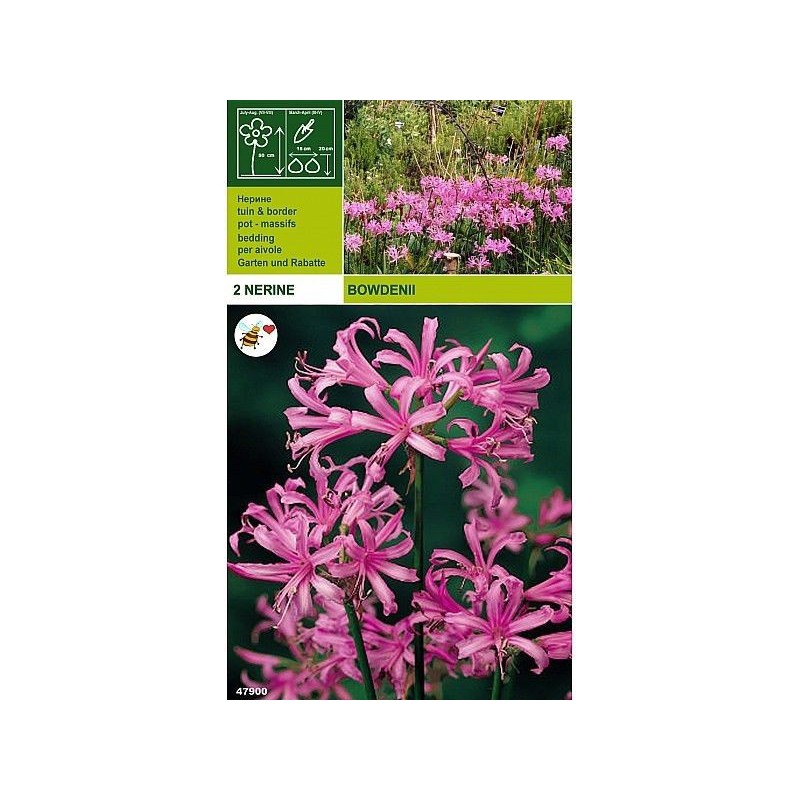 Nerine bowdenii 2 lökar