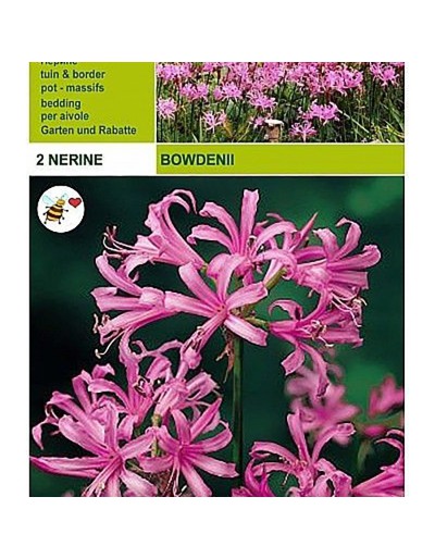 Nerine bowdenii 2 żarówki