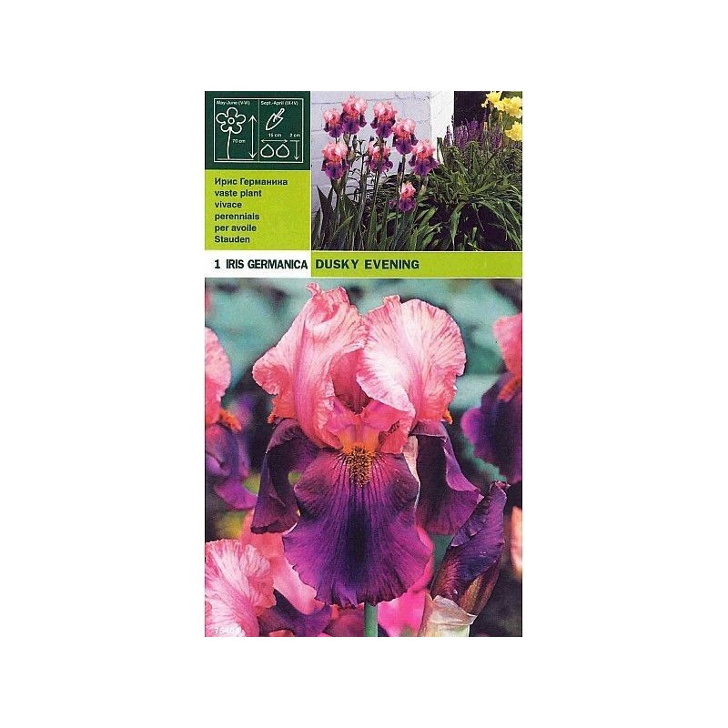 Iris germanica dusky evening 1 root Iris germanica dusky evening 1 root