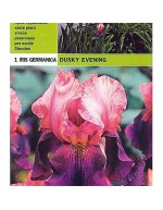 Iris germanica dusky evening 1 root